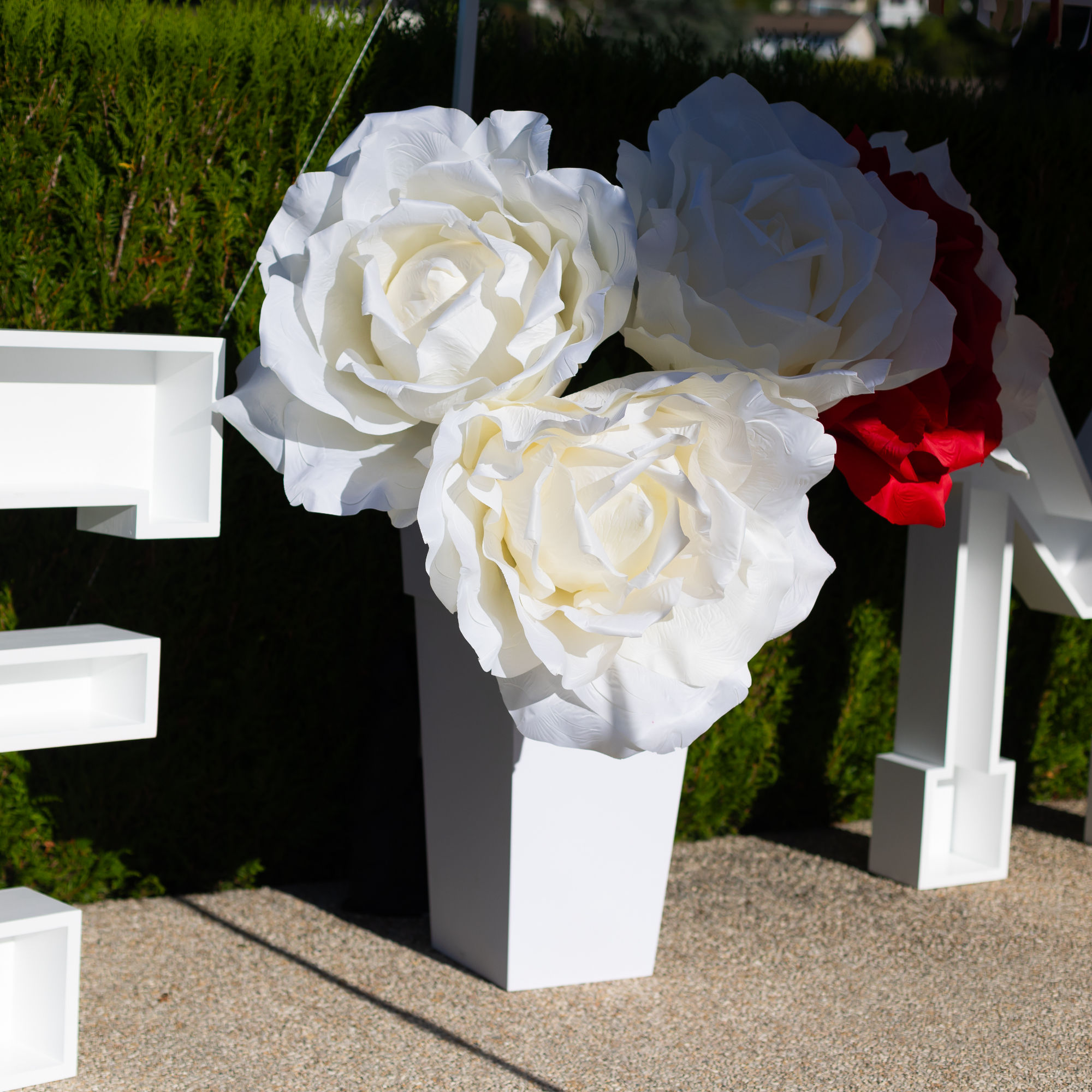Rose géante blanche