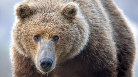 Alaska