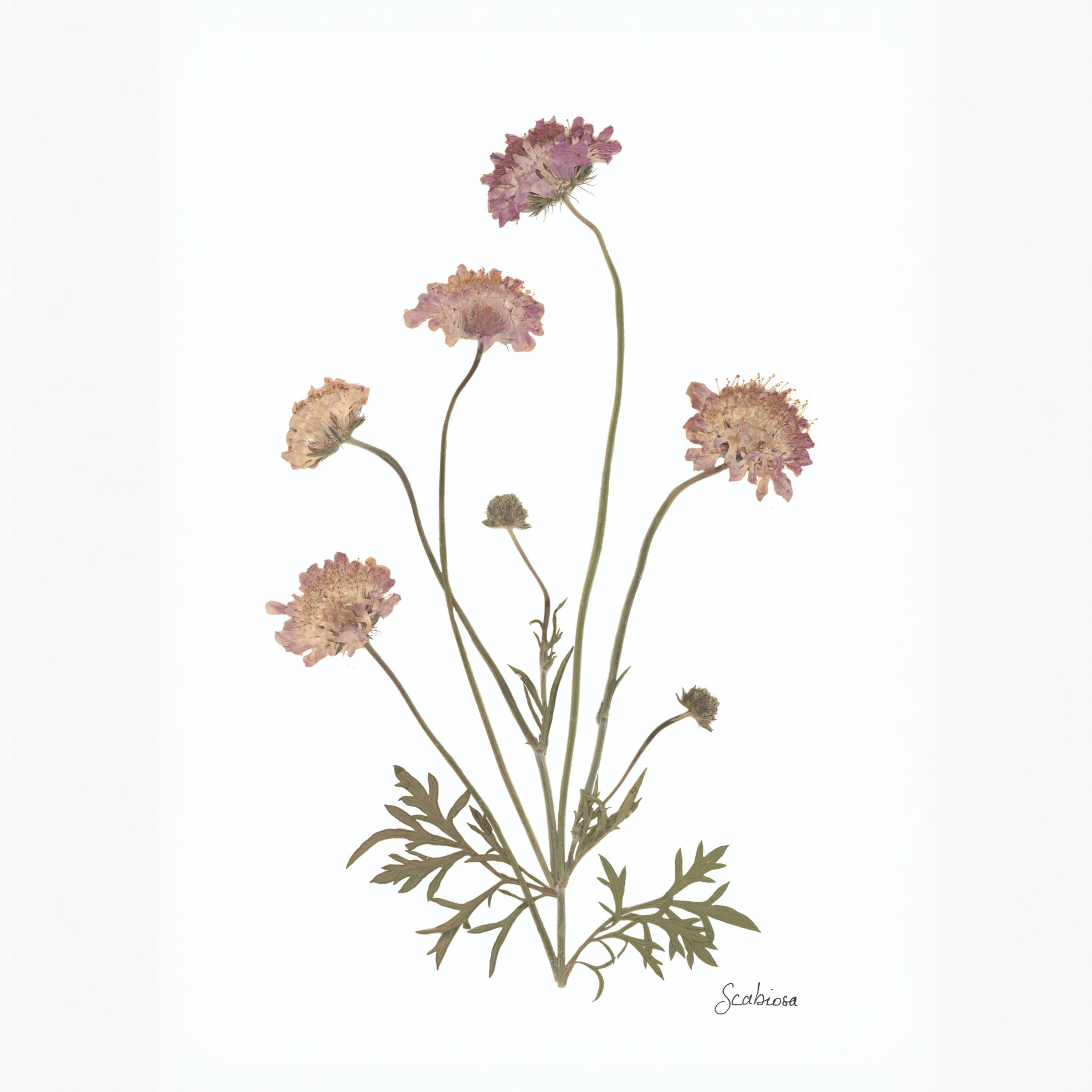 Pink Scabious
