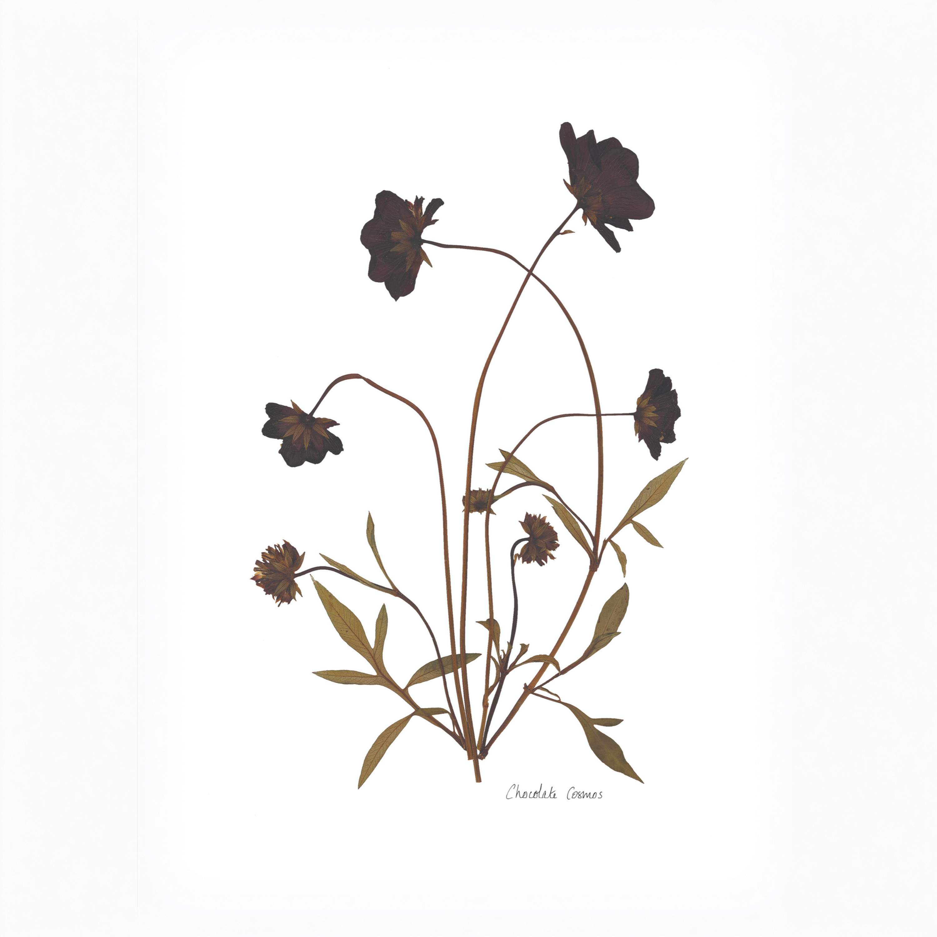 Chocolate Cosmos Print