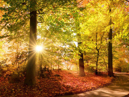 Sunlight streams through an autumn forest with orange and gold leaves over a winding path.