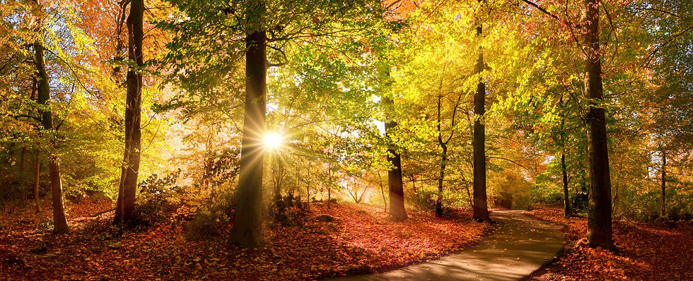 Sunlight streams through an autumn forest with orange and gold leaves over a winding path.