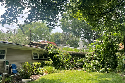 tree removal