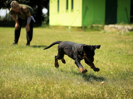Dog Training Techniques