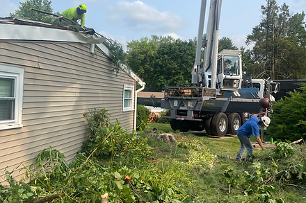 backyard tree removal