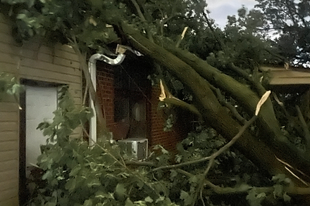 removing tree that has fallen on house