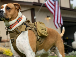 The Key Differences Between Service Dogs, Emotional Support Animals, and Therapy Animals