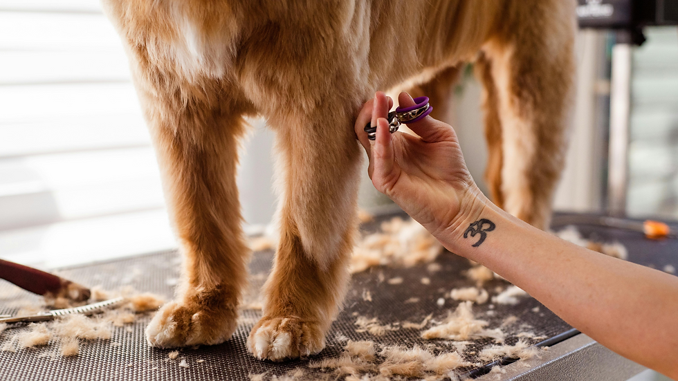 Person trimming a dog's leg fur with scissors amid scattered clippings on a grooming table.