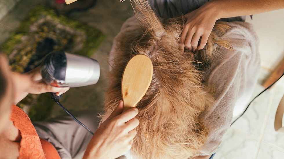 Top view of a person blow-drying a dog's hair with a wooden brush in hand.