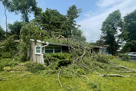 tree removal
