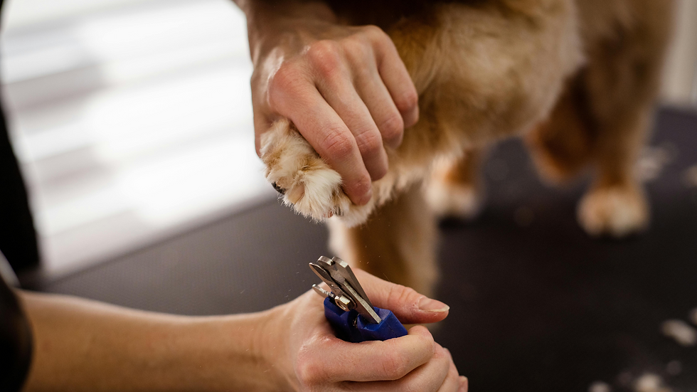 Close-up of a person clipping a dog's nail with a nail clipper.