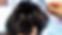 A black Cavapoo is getting a haircut on his face.
