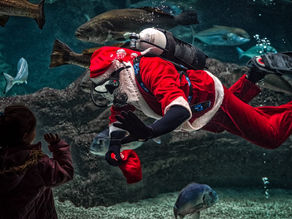 Swimming Santa Brings Dead Sea to Life!