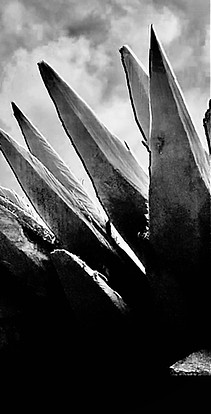 IMG_0495.jpg