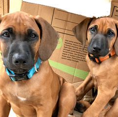 2 large Rhodesian Ridgeback puppies called Otis and Kiara sitting looking at the camera