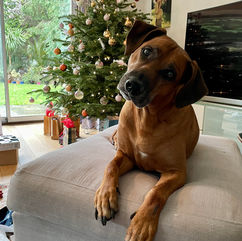 large Ridgeback dog laying on sofa tilting head with Christmas tree