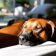 close up photo of Rhodesian Ridgeback dog called Otis sleeping in sunlight