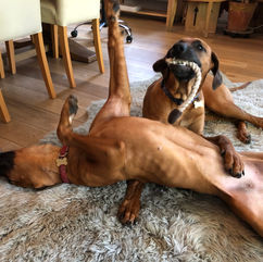 2 large Ridgeback puppies play fighting over rope and ball