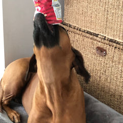 Rhodesian Ridgeback dog Kiara eating crisps