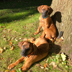 2 Rhodesian Ridgeback puppies called Otis and Kiara sitting by tree in garden looking at camera