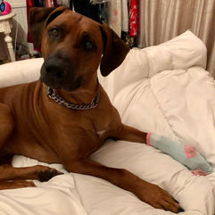large Ridgeback dog laying on bed with paw wrapped in a sock 