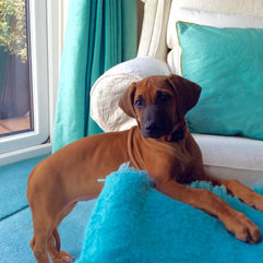 cute Rhodesian Ridgeback puppy called Kiara with front paws on turquoise pouf