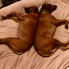 2 sleeping Ridgeback dogs back to back on bed