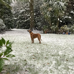 large Ridgeback dog standing in big garden whilst snowing