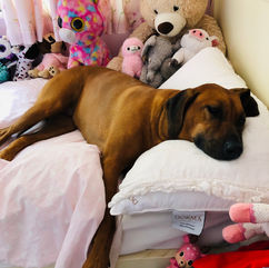 Rhodesian Ridgeback dog laying on child's pink bed