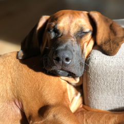 gorgeous Ridgeback puppy asleep on arm of chair