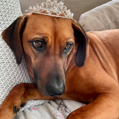 pretty Ridgeback dog called Kiara wearing a tiara
