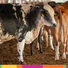 União Europeia suspende carnes do Brasil; entenda impacto e próximos passos
