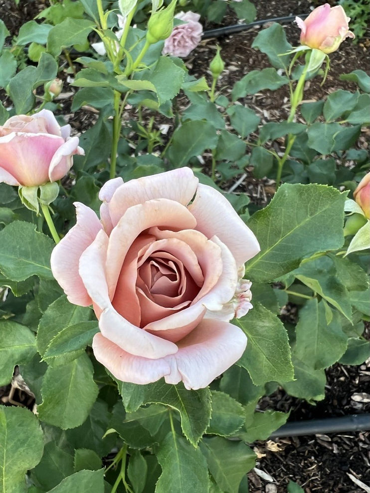 Garden Roses - Koko Loko | CC Bloom Flower Farm