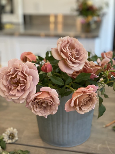 Garden Roses - Koko Loko | CC Bloom Flower Farm