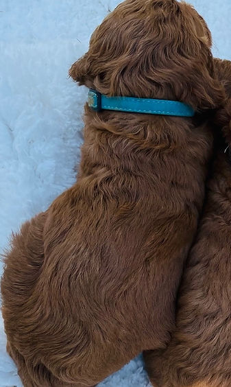 Cropped 1 Pup left.jpeg