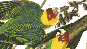 Finding Feathered Friends