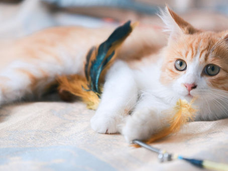 Un gatto che gioca su una coperta