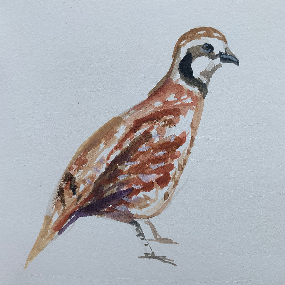 Bobwhite 1
