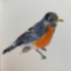 Robin