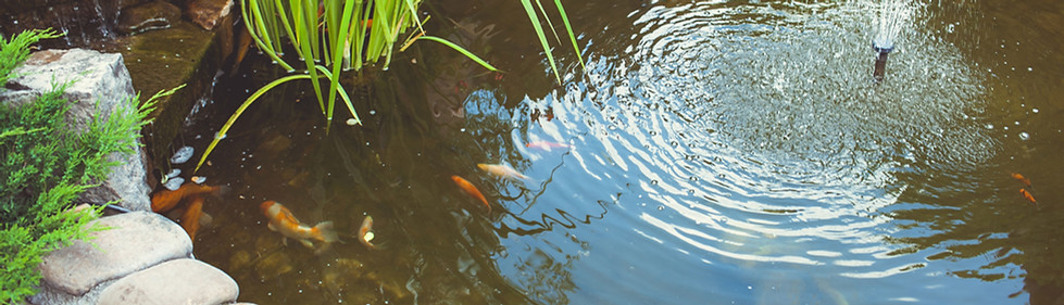 Backyard Pond