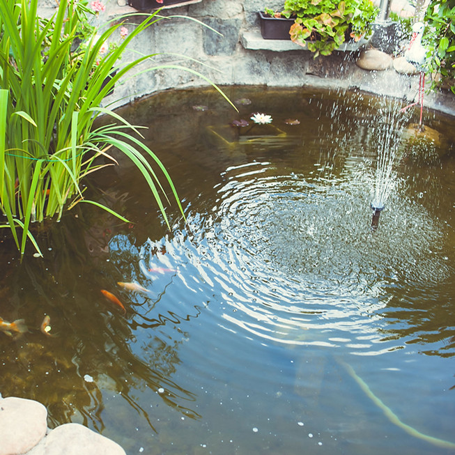 Garden Fish Pond