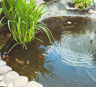 Backyard Pond