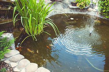 Backyard Pond