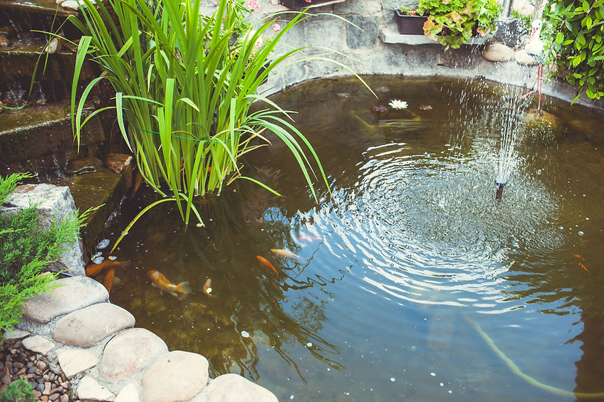 Backyard Pond
