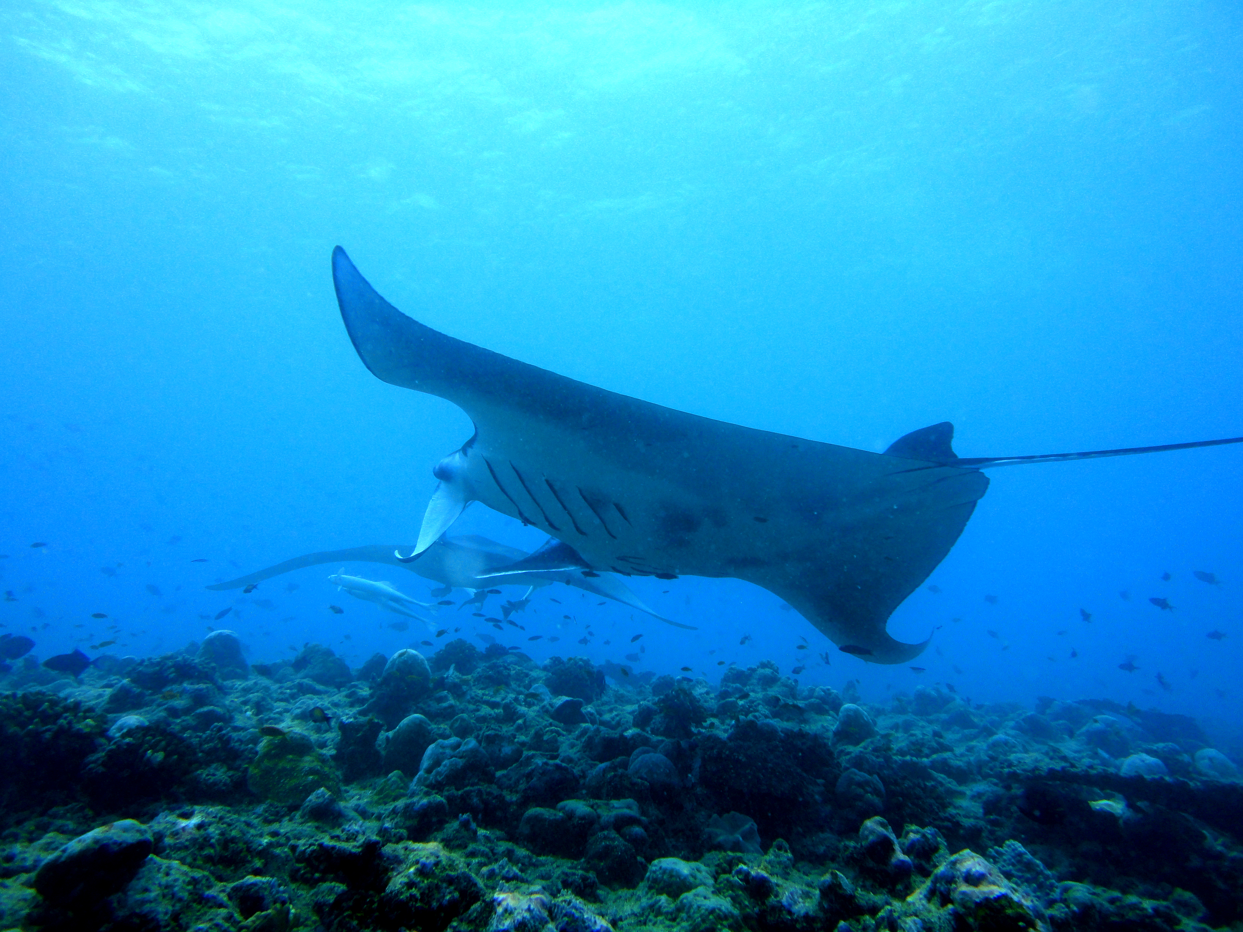 Lacabana Maldives A DhMaamigili Island Diving (7)