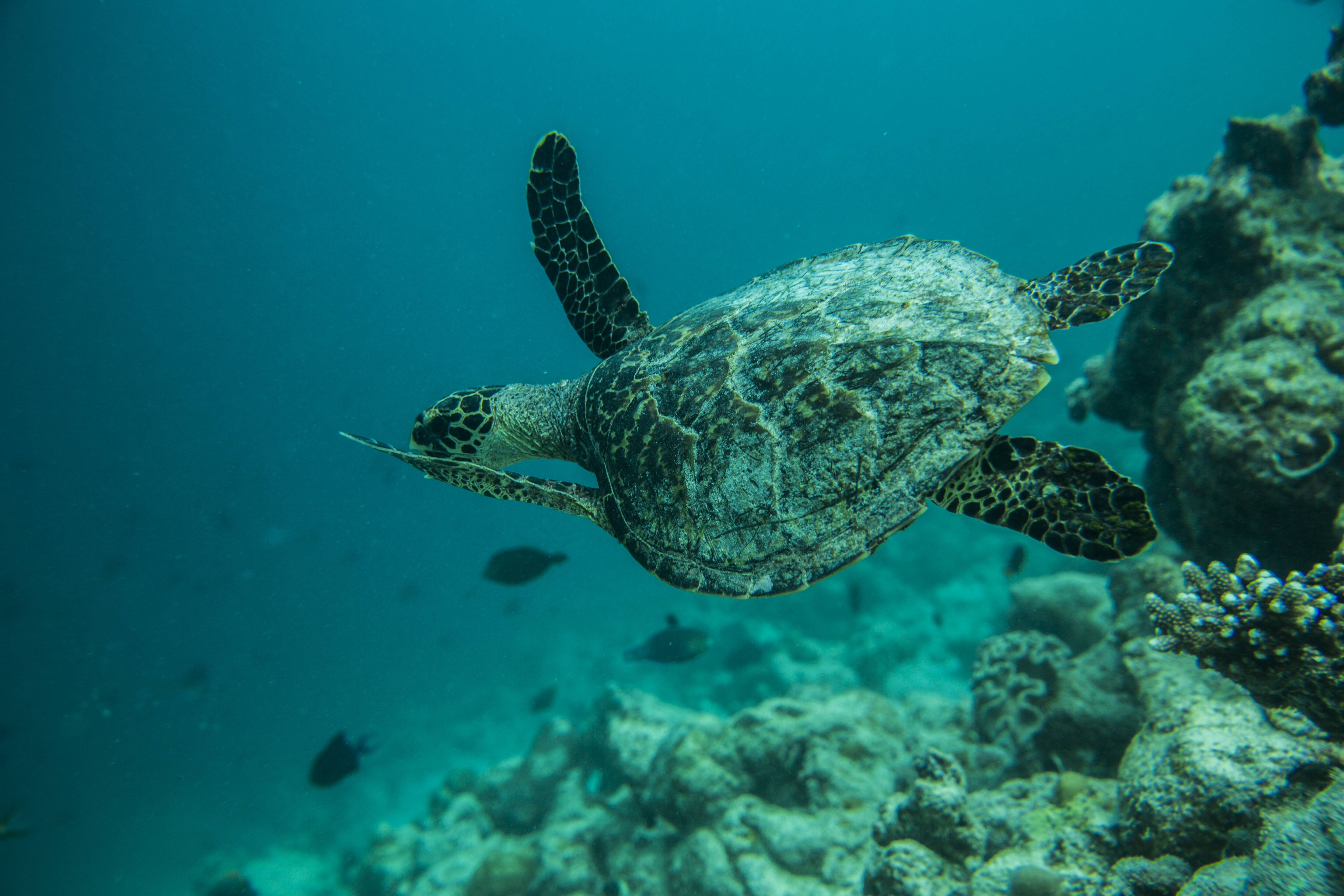 Lacabana Maldives A DhMaamigili Island Snorkling (9)