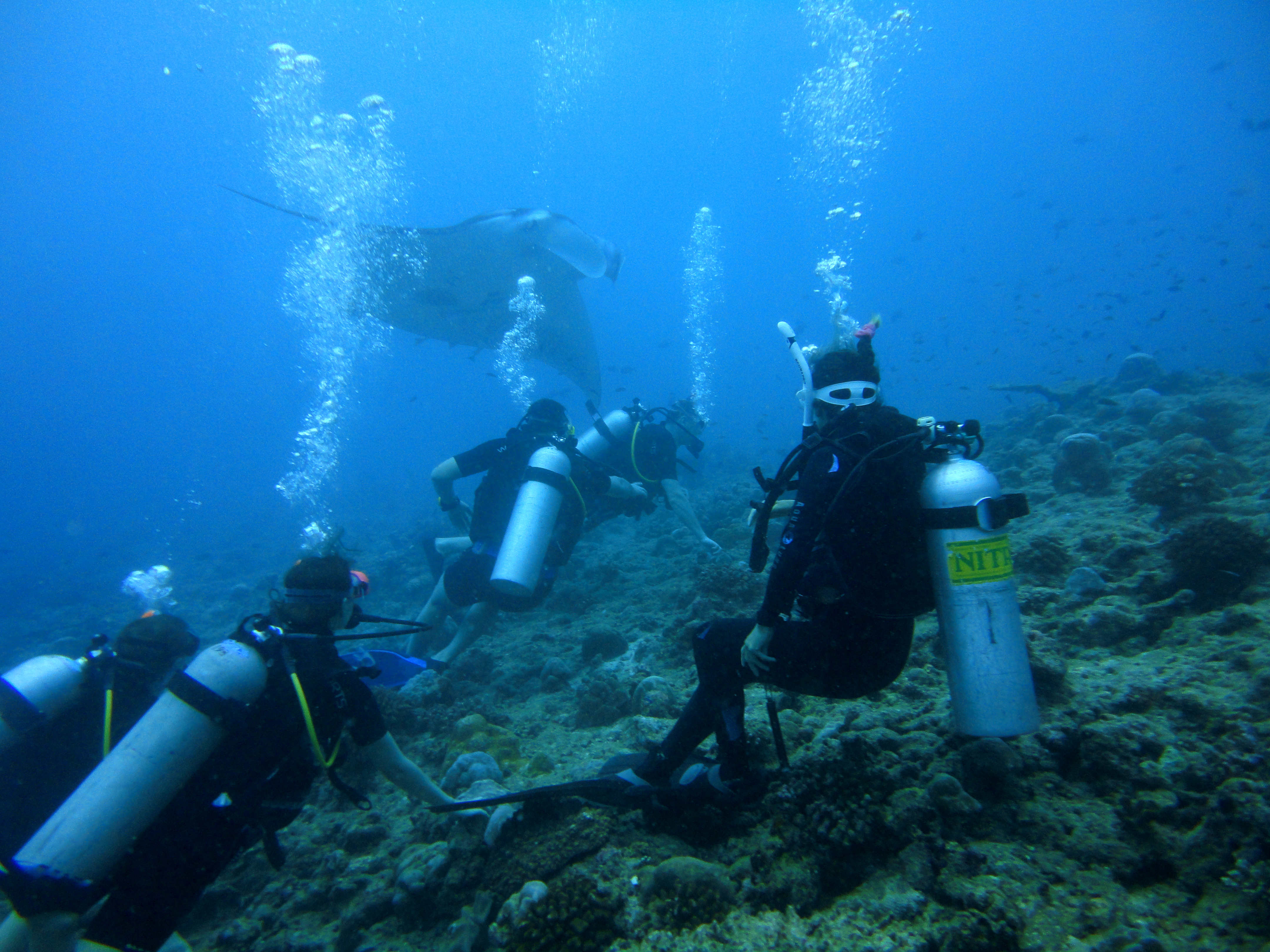 Lacabana Maldives A DhMaamigili Island Diving (8)