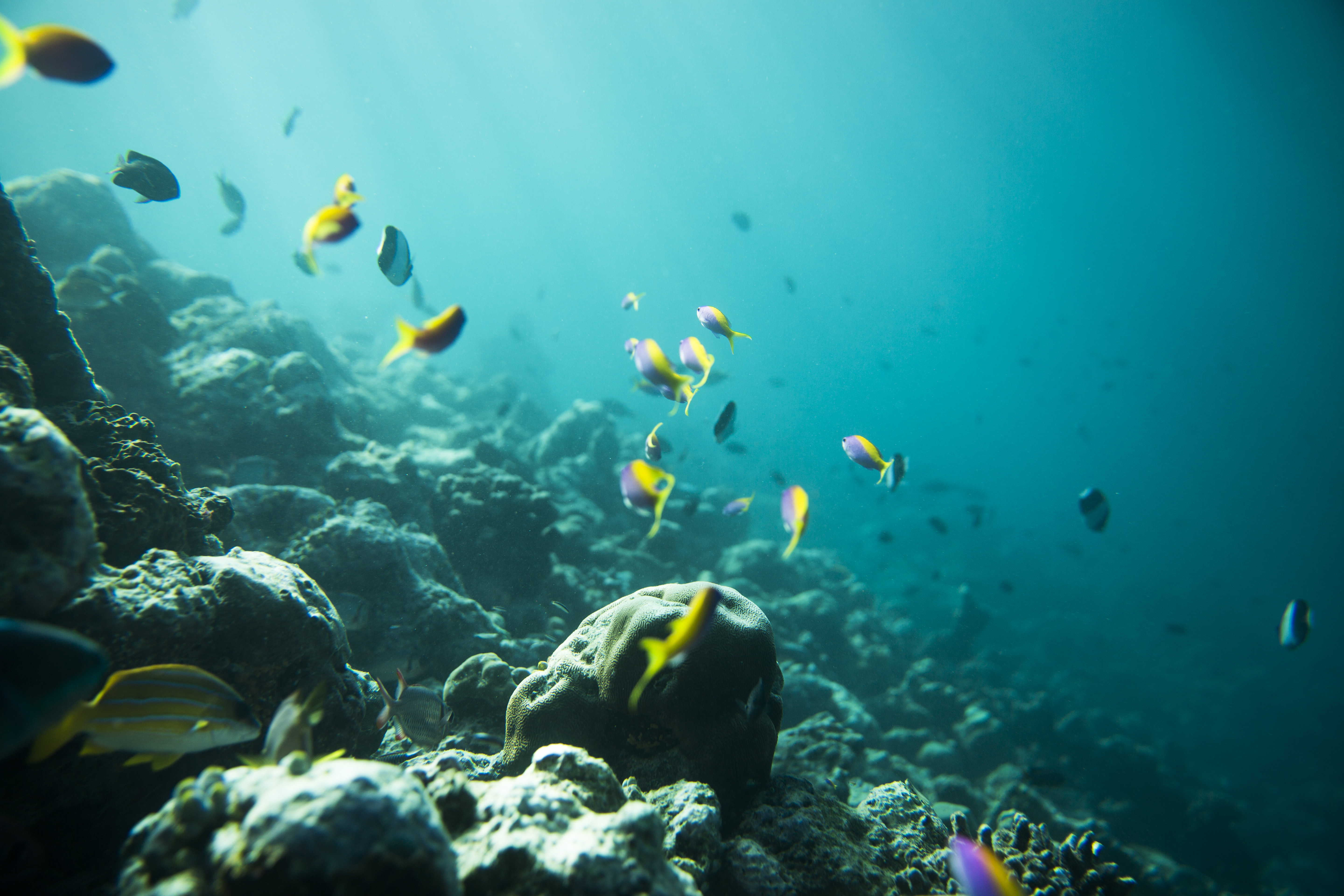 Lacabana Maldives A DhMaamigili Island Snorkling (7)
