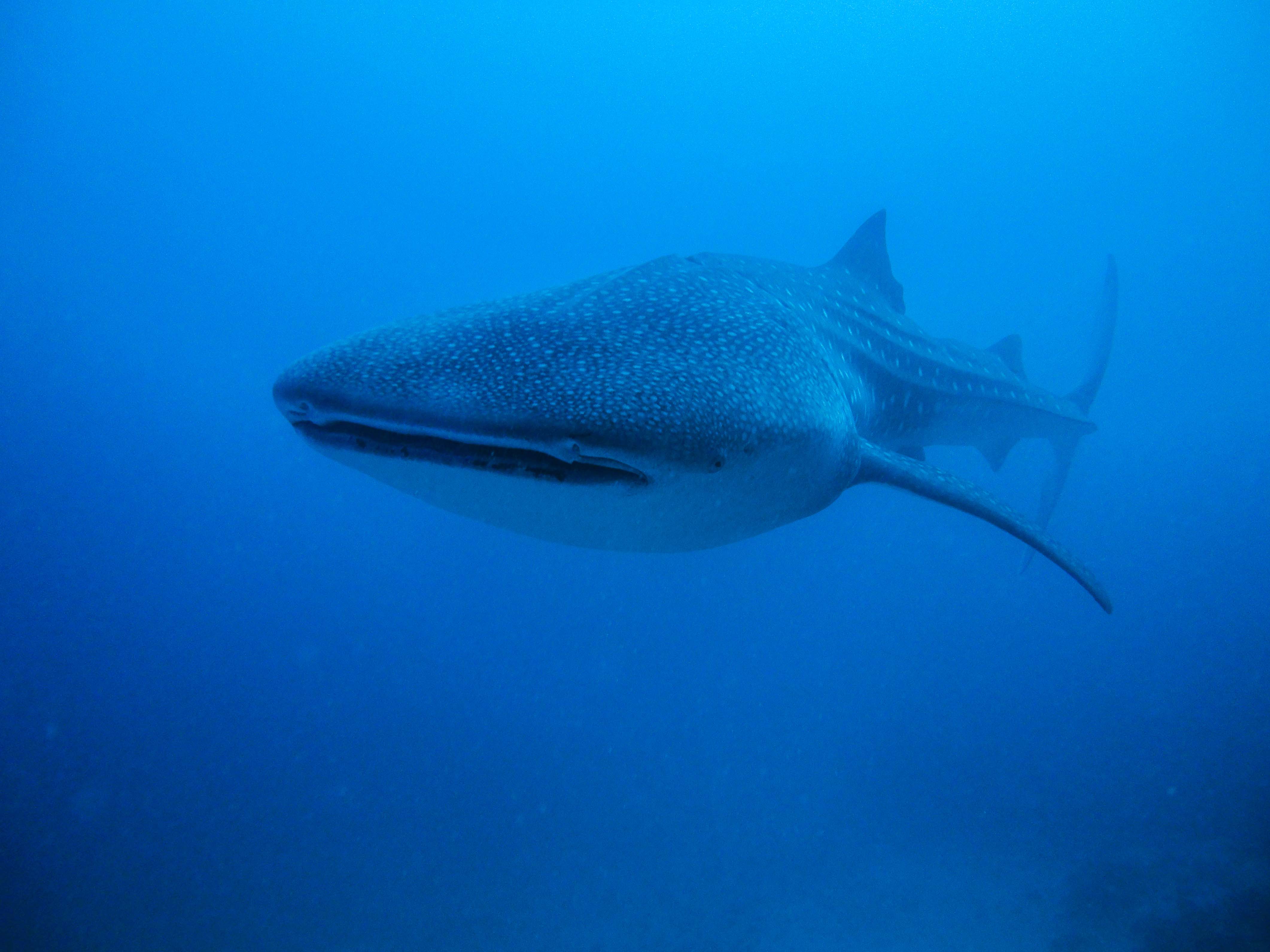 Lacabana Maldives A DhMaamigili Island Whale Shark (5)