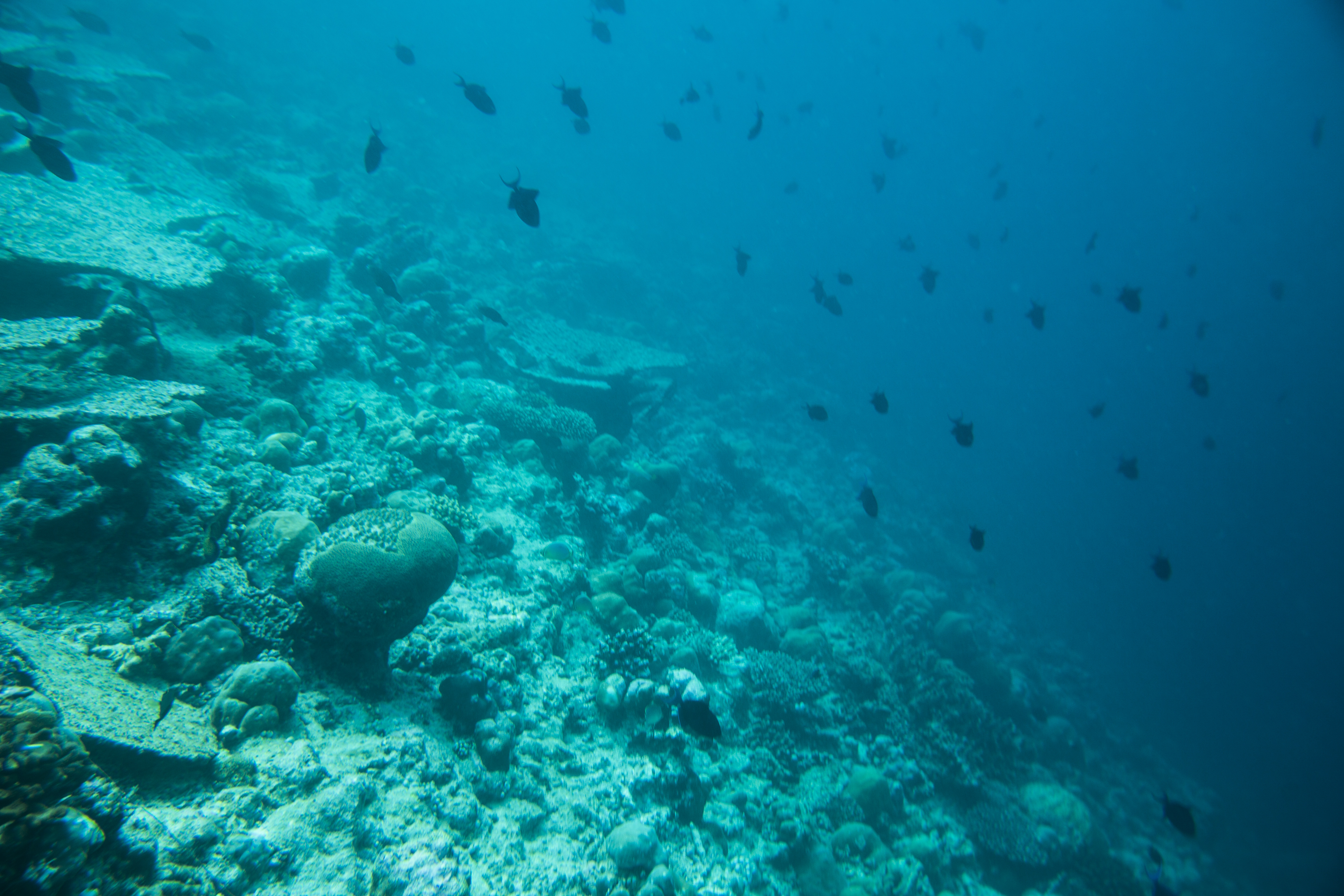 Lacabana Maldives A DhMaamigili Island Snorkling (4)